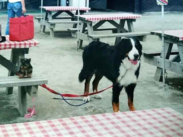 犬の年齢を人に置き換えてみると……。