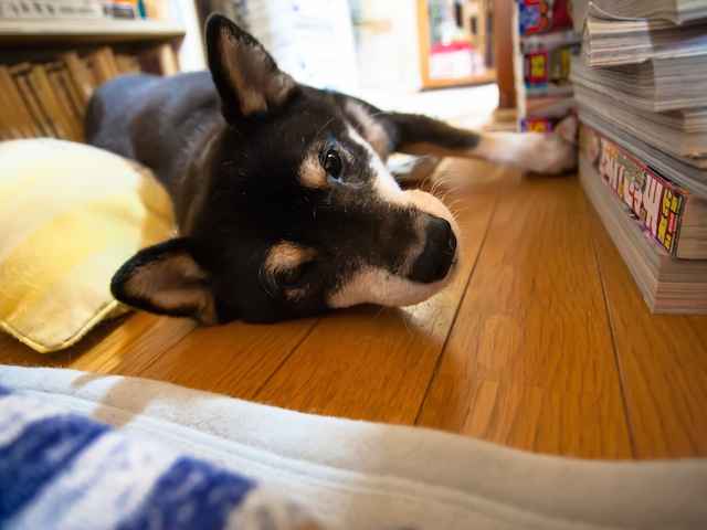 犬と一緒に寝るとよく眠れる？