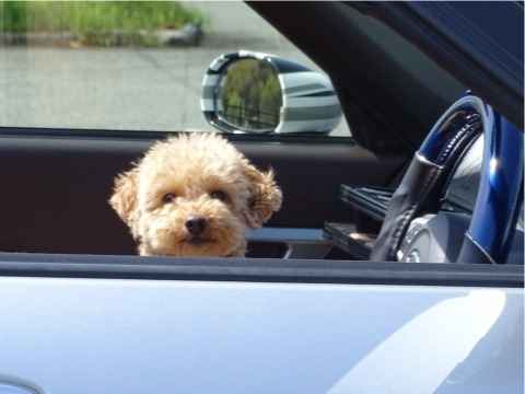 お盆休み到来。 わんちゃんを連れて車で旅行・帰省される飼い主さん必見です！