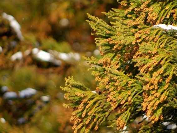 春だけじゃない！ 気がつきにくい「秋の花粉症」とは