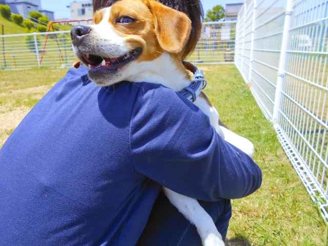 【朗報！平成29年度】犬猫殺処分数が5万→4万匹に減少　犬は初めて1万匹を下回る