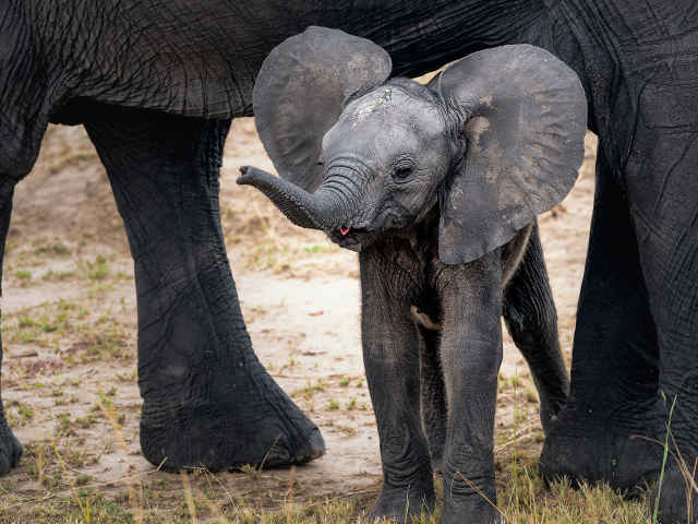 動物園の赤ちゃんが続々誕生！