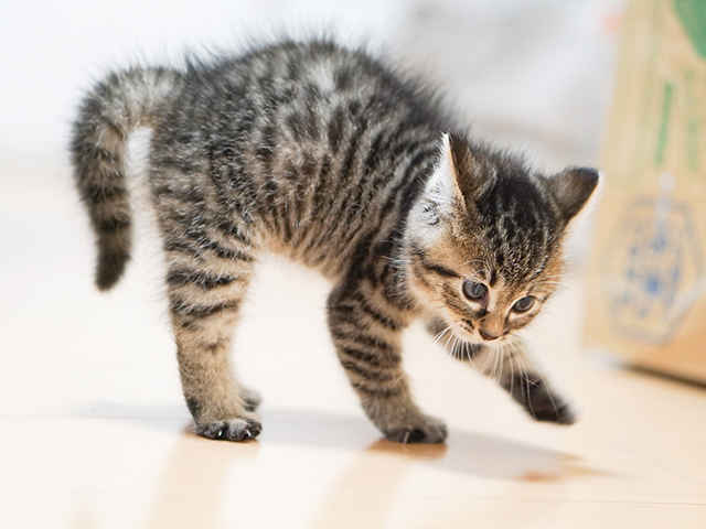 愛猫の歩き方がいつもと違う？それ、病気の兆候かも。