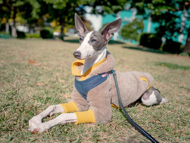 この時期、愛犬の便を要チェックした方がいい？！