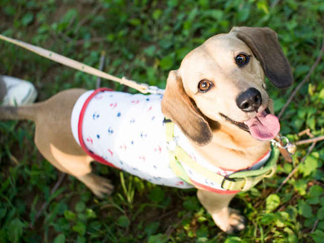 梅雨どきに気を付けたい、犬の皮膚疾患とは？！