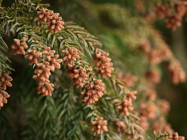 花粉症で肌荒れも？！