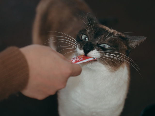 猫のダイエット方法　適切なキャットフード・食事管理と運動で猫の減量