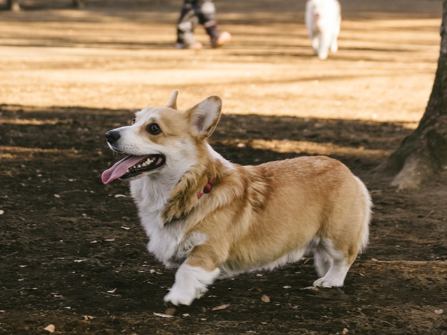 犬の適切なオシッコの回数や健康診断の回数 愛犬の健康を守るために知っておきたい目安量