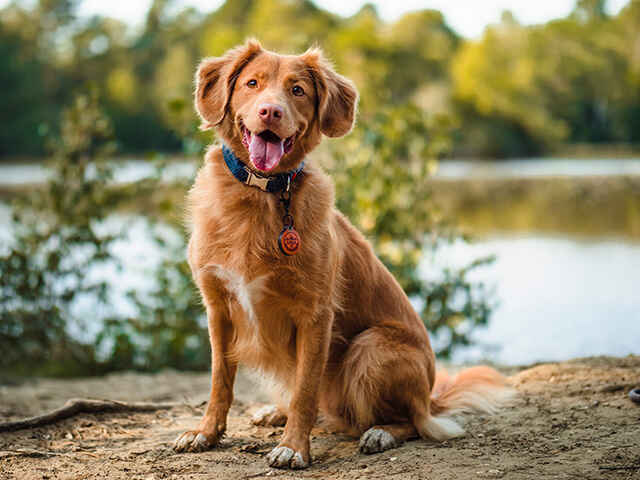 犬っておならするの？おならするなら病気の可能性も。