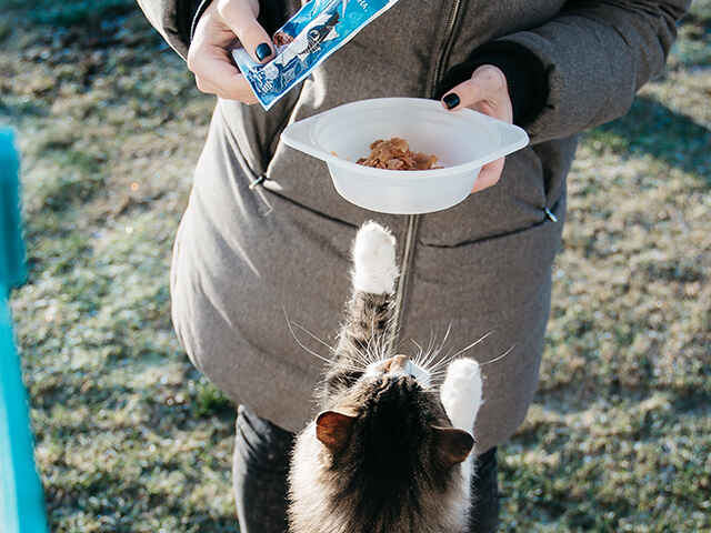 猫が『食物アレルギー』になりやすい原材料4つと検査の方法や費用も解説