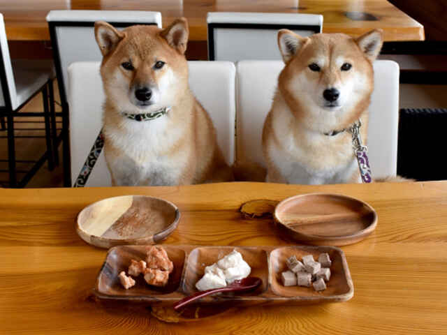 愛犬のストレスになっているかも！食事シーンでやりがちなNG行動とは？