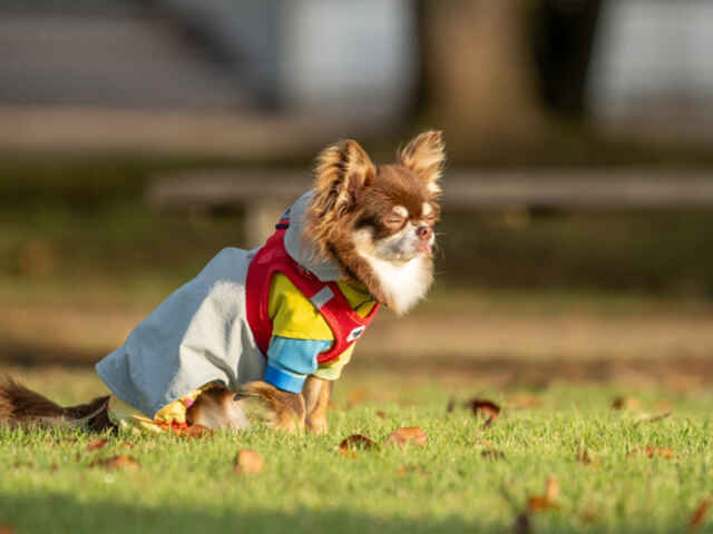 犬にとって「耳」はコミュニケーションツールのひとつ！