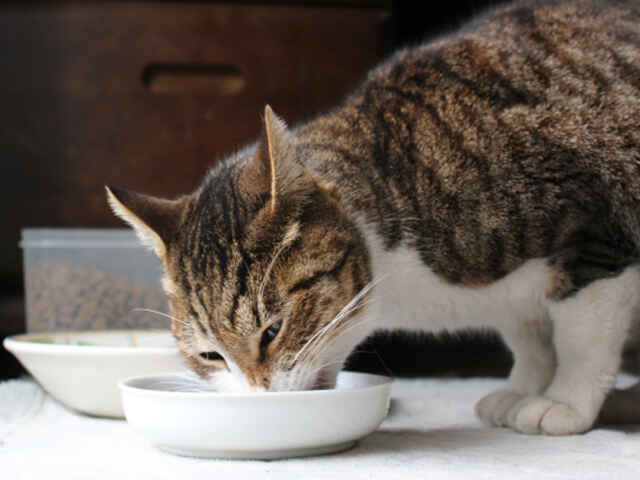 毎日の食事が「寿命」の長さに関係する？！