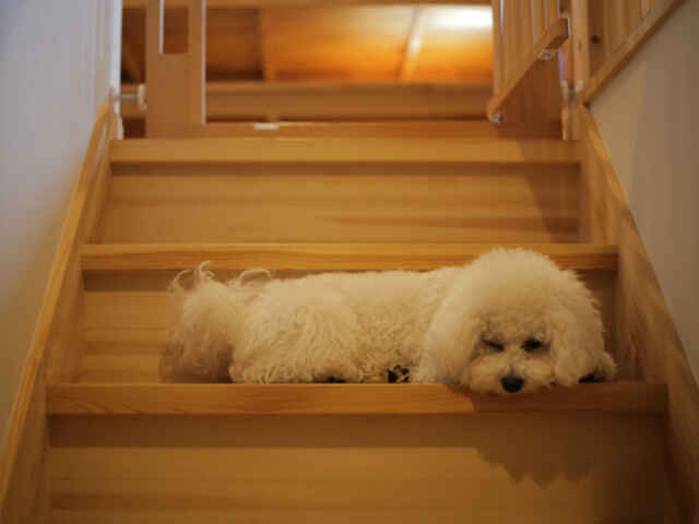 足腰に負担？ 犬の「階段の昇り降り」の注意点とは