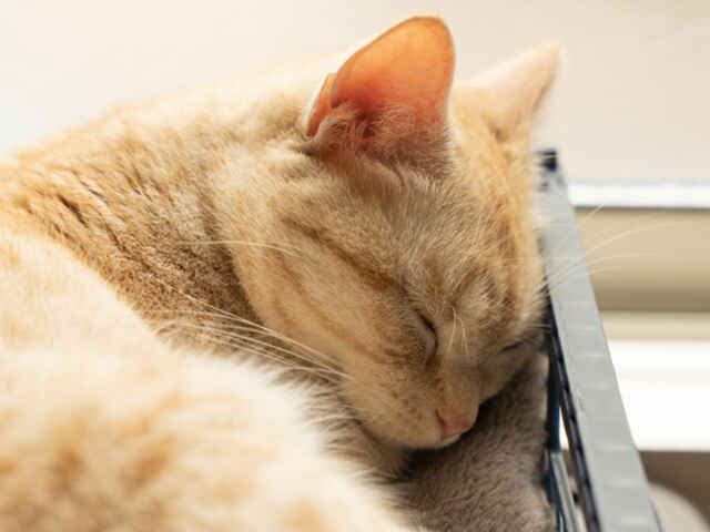 猫も「低気圧」の影響を受けるってホント？