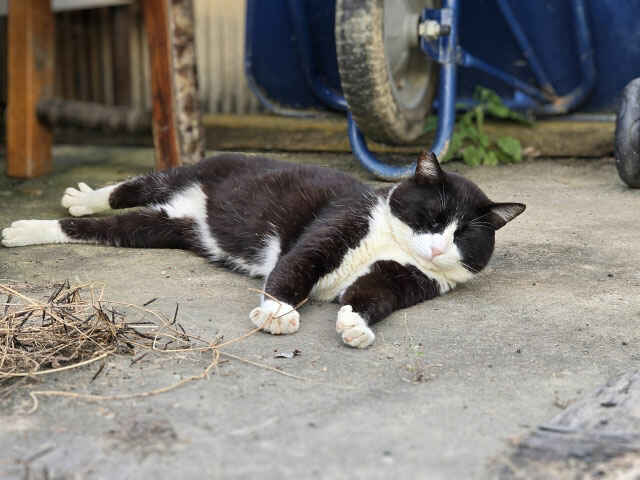 高温多湿が苦手？猫の熱中症とは？