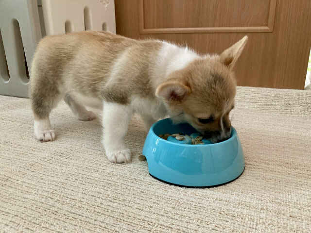 犬の熱中症対策におすすめの食べ物とは？