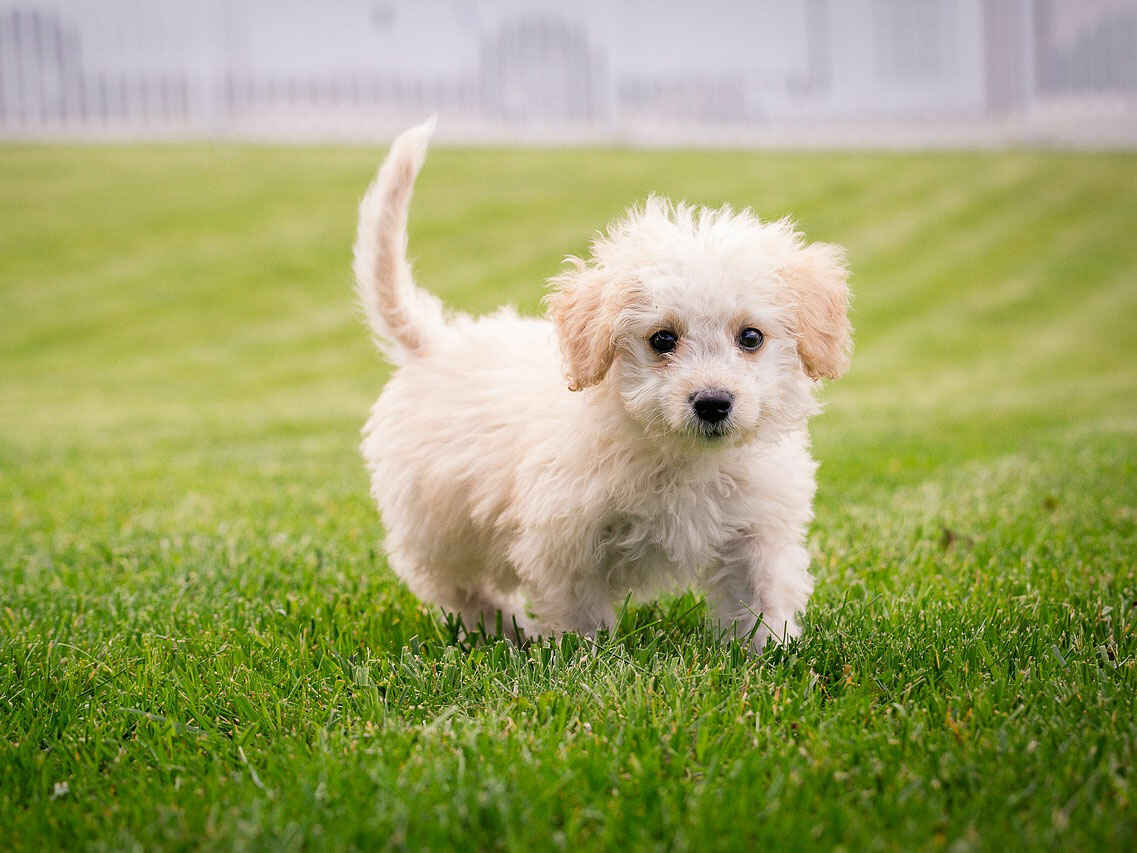 犬が爪を噛む原因とは？