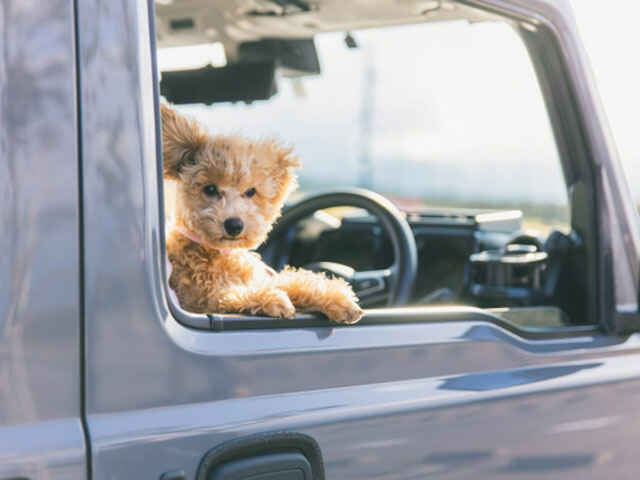 「犬の車酔い」症状や車酔いをしたときの対応とは？