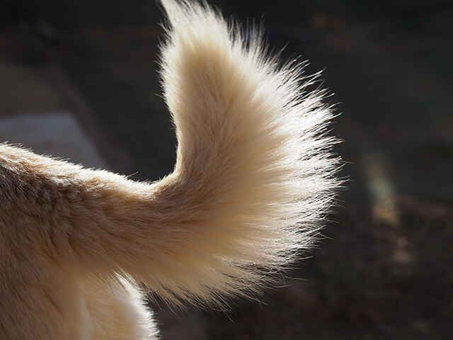 犬のしっぽはどうなっている？