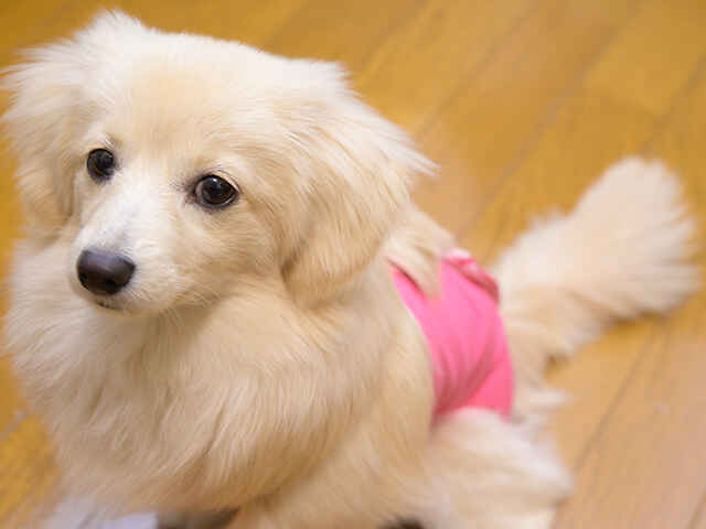 犬のしっぽにまつわる疾患は？