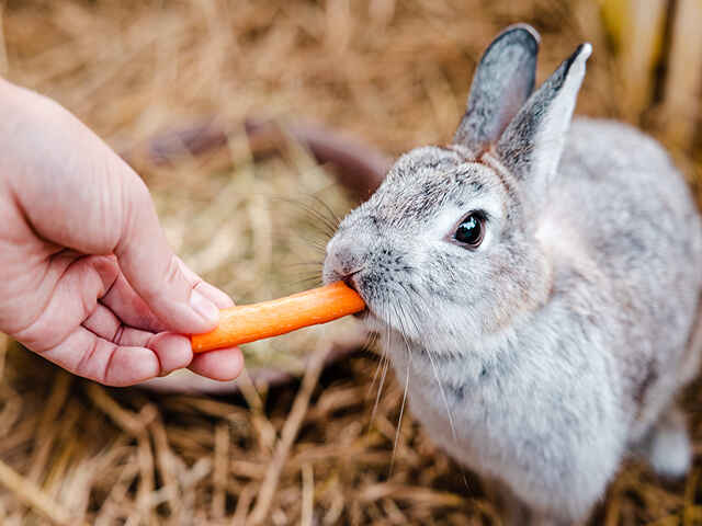 うさぎの不正咬合ってどんな病気？