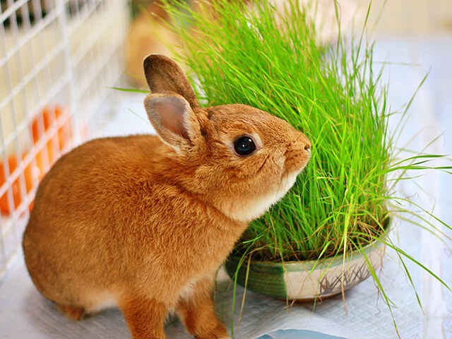 うさぎ不正咬合の予防法は？