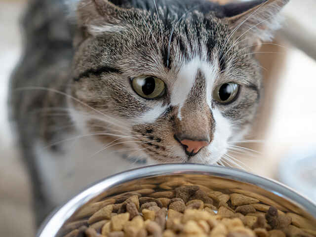 猫の糖尿病の初期症状は？
