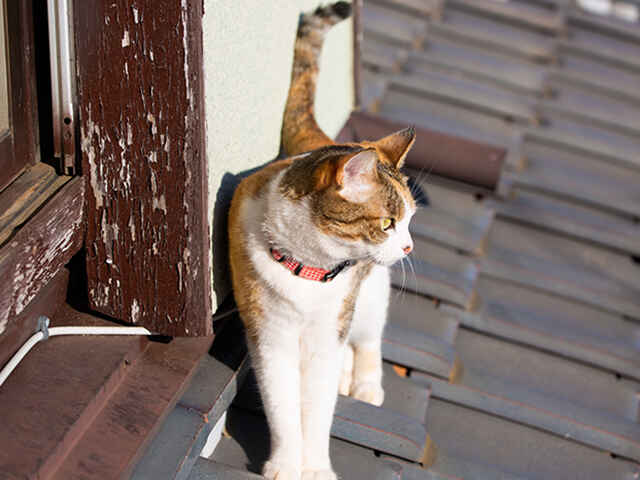 猫に散歩は必要なの？